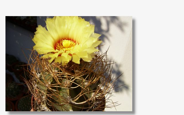 Astrophytum capricorne v.aureum.JPG (53449 Byte)