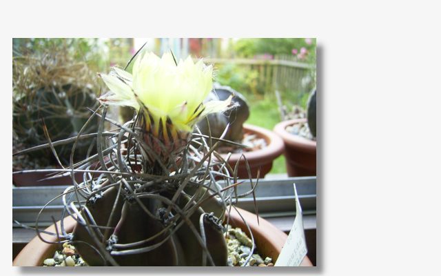 Astrophytum capricorne v.crassispinum.JPG (50482 Byte)