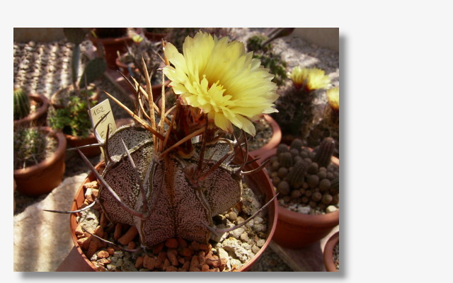 Astrophytum capricorne v.niveum.JPG (48299 Byte)