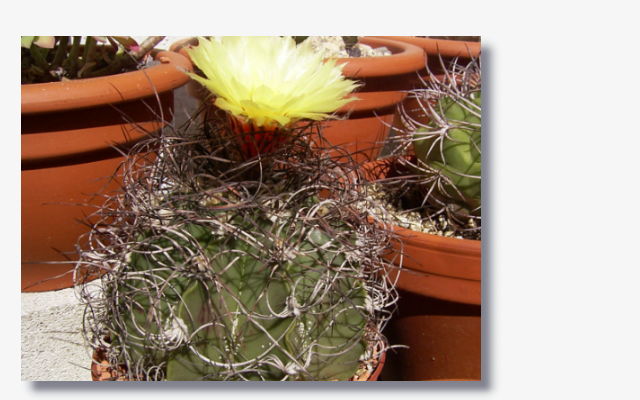 Astrophytum capricorne v.senile.JPG (53421 Byte)