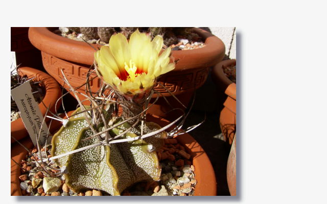 Astrophytum capricorne.JPG (49301 Byte)