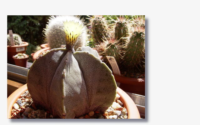 Astrophytum myriostigma.jpg (49863 Byte)