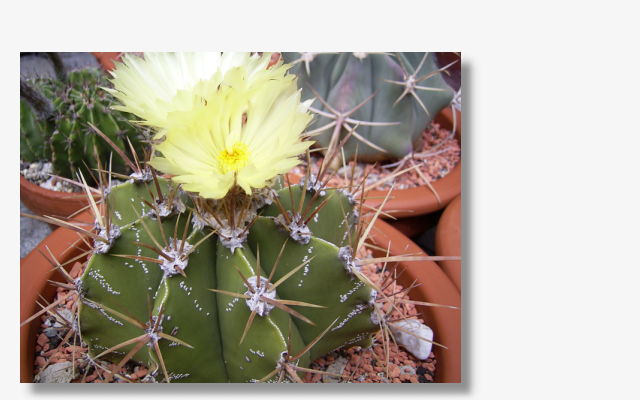 Astrophytum ornatum.JPG (54497 Byte)