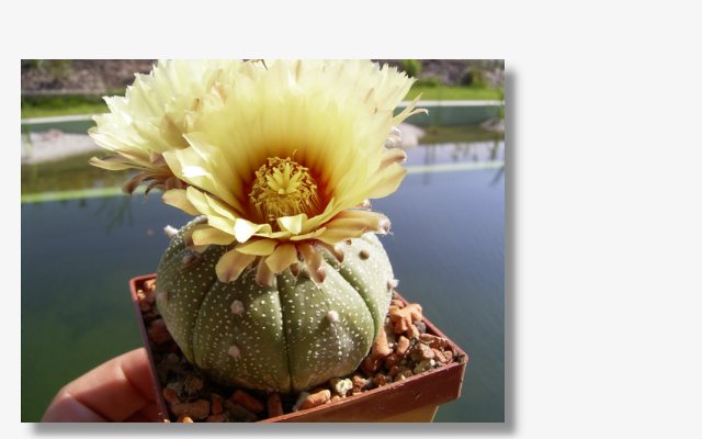 Astrophytum asterias.JPG (35710 Byte)