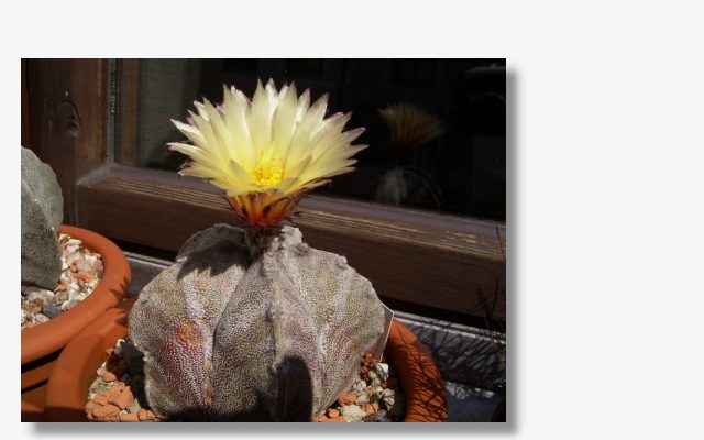 Astrophytum coahuilense.JPG (39894 Byte)