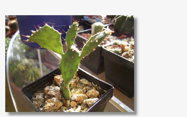 Opuntia brasisliensis.JPG (39582 Byte)