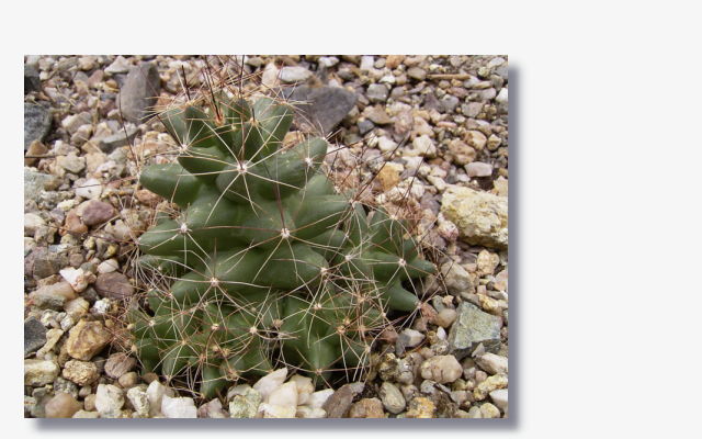 Coryphantha  macromeris.JPG (59603 Byte)