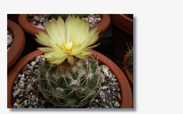 Coryphantha.JPG (41660 Byte)