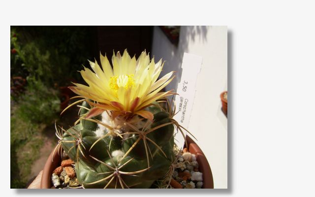 Coryphantha garessii.JPG (35914 Byte)