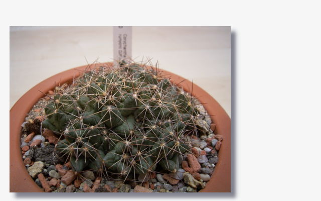 Coryphantha runyonii.JPG (40980 Byte)