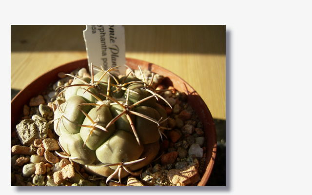 Coryphantha poselgeri v.valida.JPG (40992 Byte)