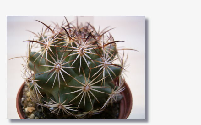 Coryphantha vogtherriana.JPG (37295 Byte)