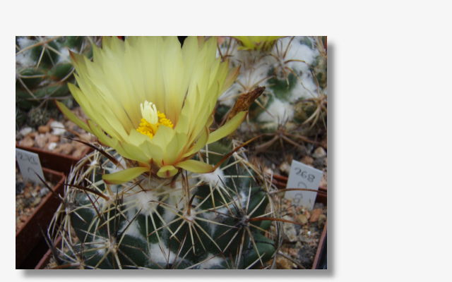 Coryphantha cornifera.JPG (40744 Byte)