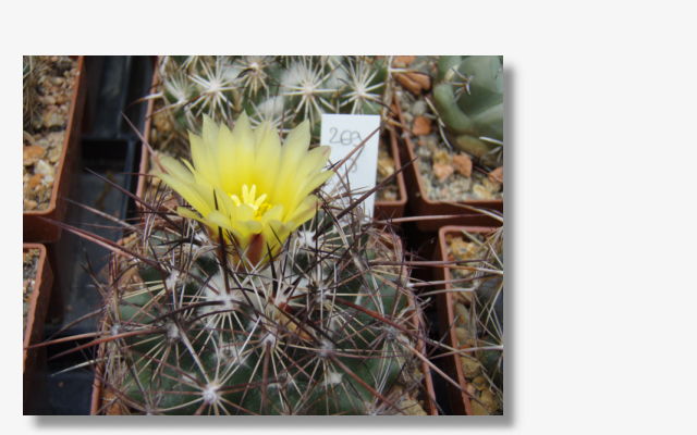 Coryphantha delaetiana L1230.JPG (47115 Byte)