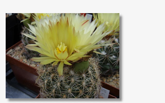 Coryphantha reduncispina.JPG (38299 Byte)