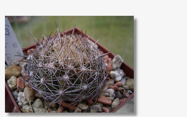 Coryphantha sulcata SB389.JPG (67204 Byte)