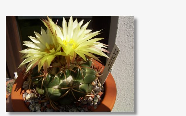 Coryphantha sulcolanata.JPG (38770 Byte)