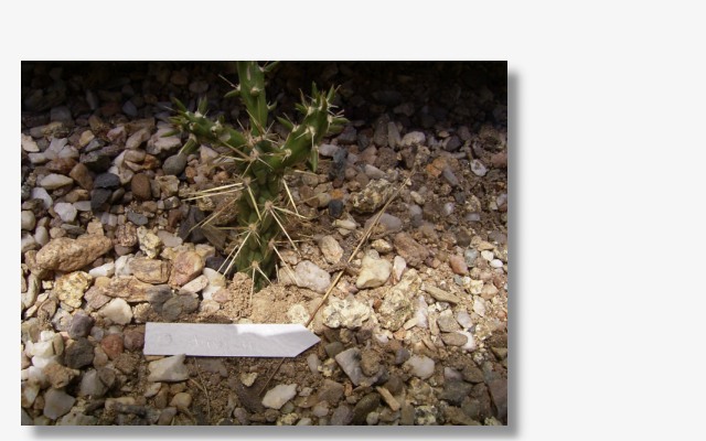 Cylindropuntia davisii.JPG (70868 Byte)