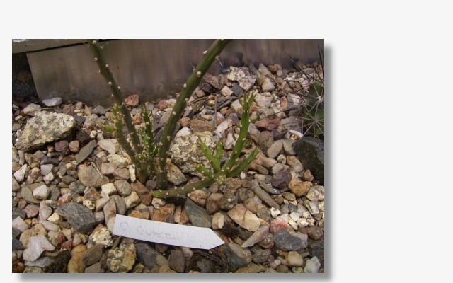 Cylindropuntia leptocaulis.JPG (68370 Byte)