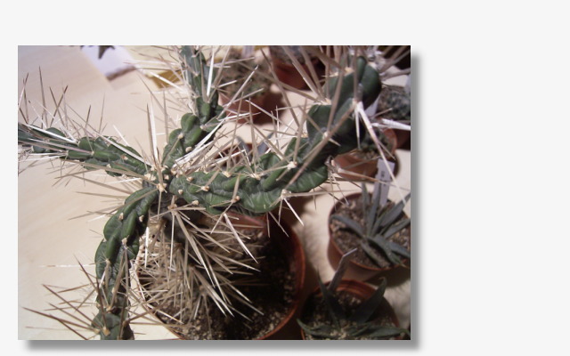 Cylindropuntia tunicata.JPG (67464 Byte)