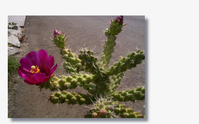 Opuntia versicolor.JPG (42341 Byte)