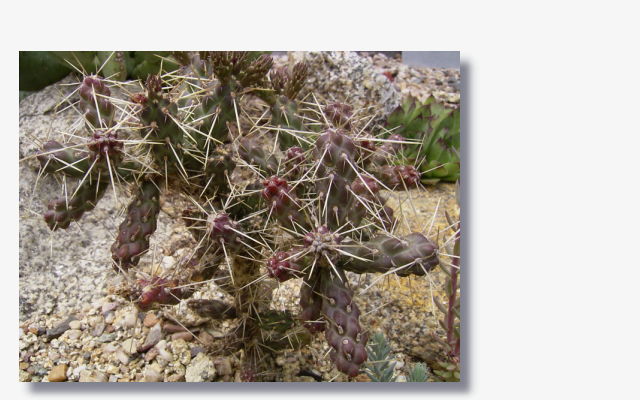 Opuntia whipplei.JPG (59985 Byte)