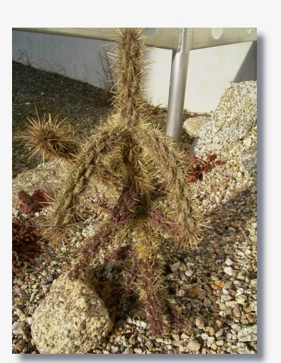 Opuntia_imbricata.JPG (199561 Byte)