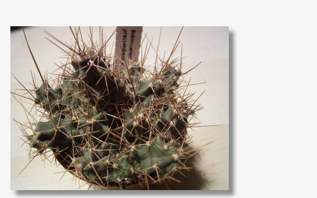 Echinocereus berlandieri.jpg (56171 Byte)