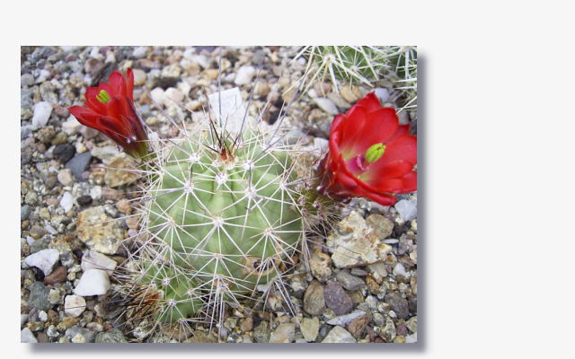 Echinocereus coccineus var. SB128.JPG (59606 Byte)