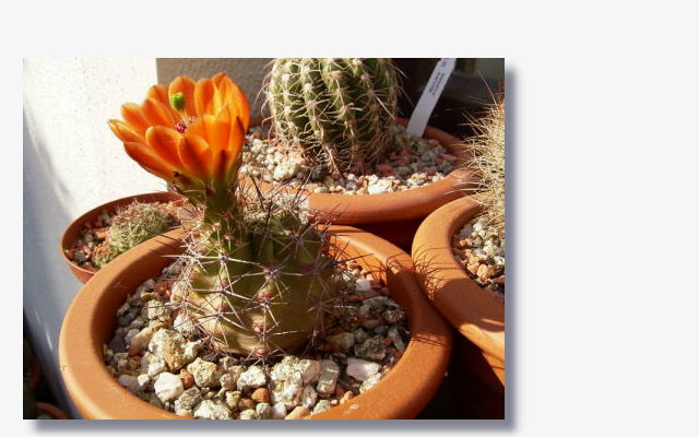 Echinocereus coccineus var. gurneyi.JPG (45188 Byte)