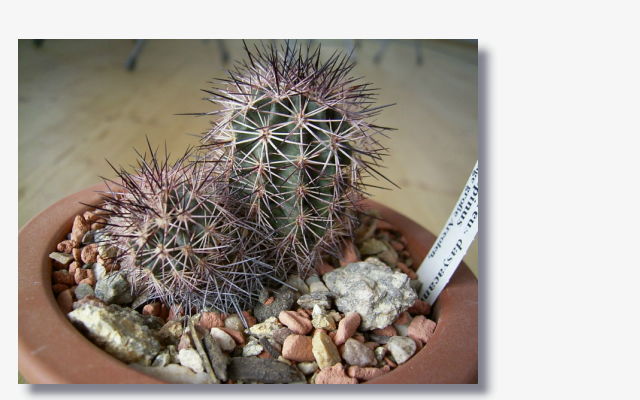 Echinocereus dasyacanthus var.rectispinus.JPG (49712 Byte)