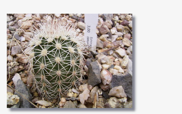 Echinocereus dasyacanthus.JPG (55968 Byte)