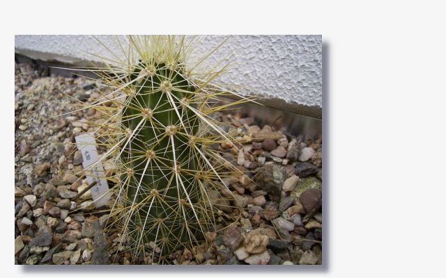 Echinocereus nicholii.JPG (55383 Byte)