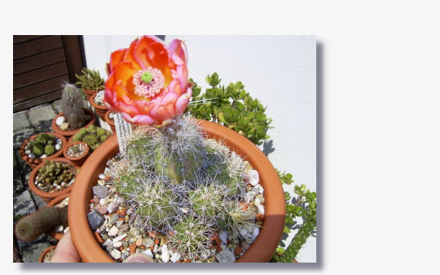 Echinocereus polyacanthus.JPG (50453 Byte)