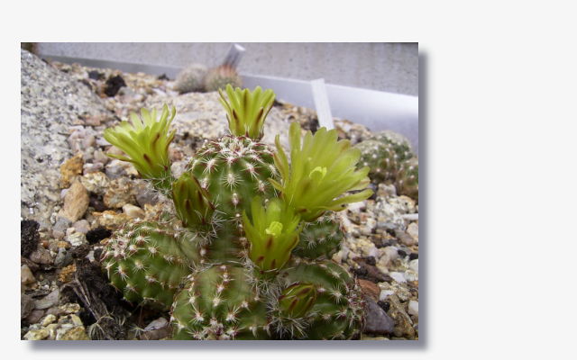 Echinocereus viridiflorus.JPG (47383 Byte)