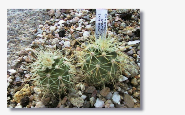 Echinocereus_coccineus_var.cloudcroft.JPG (197884 Byte)