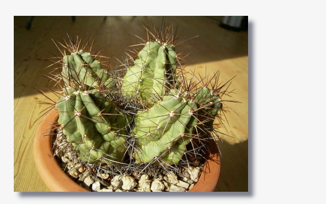 Echinocereus_coccineus_var.paucispinus.JPG (168077 Byte)