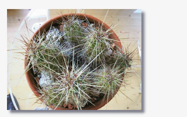 Echinocereus_enneacanthus_.JPG (171248 Byte)