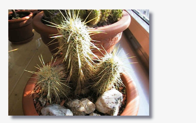 Echinocereus_ledingii_.jpg (162318 Byte)