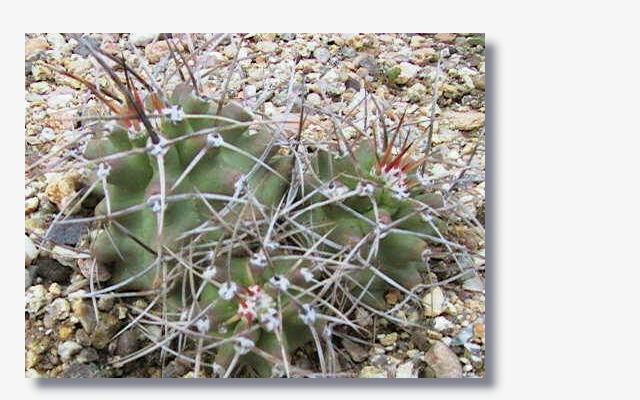 Echinocereus_triglochidiatus_var.subnudus.JPG (191997 Byte)