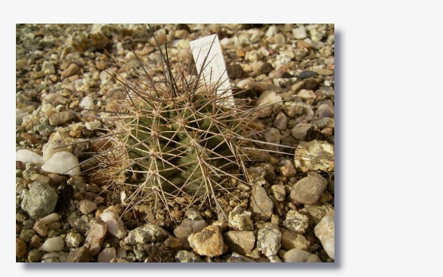 Echinocereus_coccineus_var._SB128.JPG (199256 Byte)