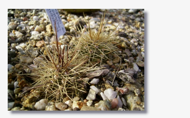 Echinocereus_coccineus_var_Cloudcroft.JPG (188241 Byte)