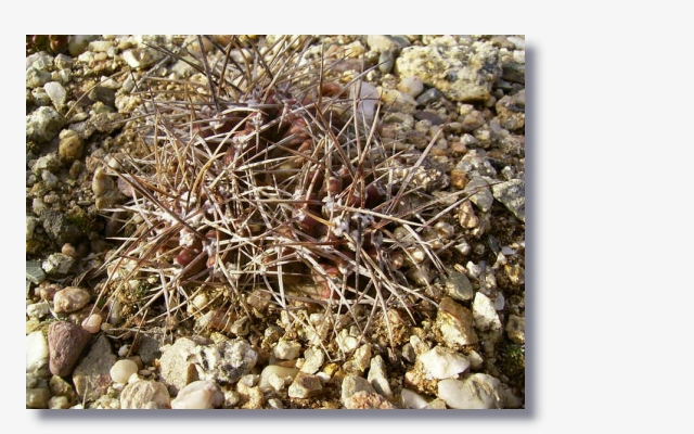 Echinocereus_triglochidiatus_var._subnudus.JPG (221798 Byte)