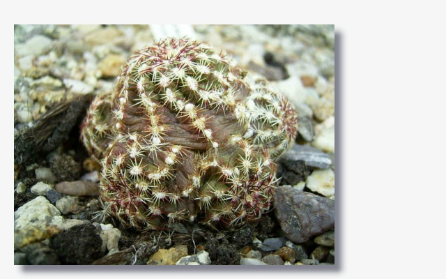 Echinocereus_viridiflorus_var._montanus.JPG (180584 Byte)