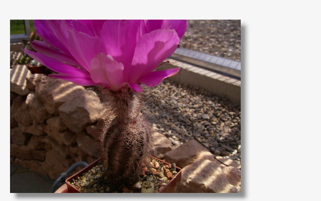 Echinocereus fobeanus.JPG (49967 Byte)