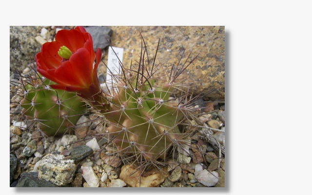 Echinocereus coccineus.JPG (67937 Byte)