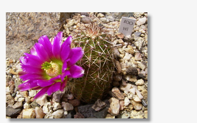 Echinocereus fasciculatus LZ254.JPG (93228 Byte)