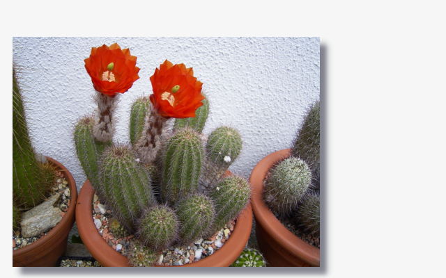 Echinocereus scheeri var. koehresianus.JPG (46670 Byte)