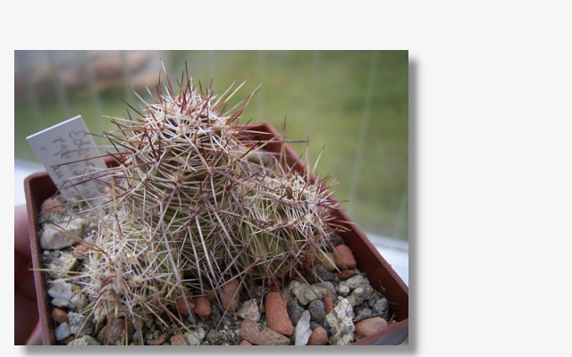 Echinocereus papillosus.JPG (68910 Byte)