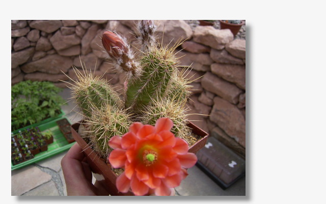 Echinocereus acifer.JPG (34162 Byte)